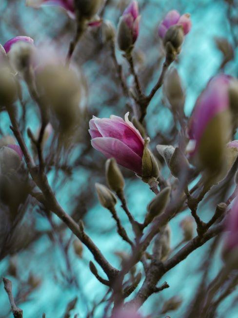 piante da giardino magnolia