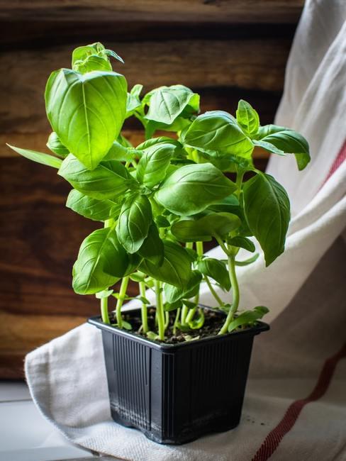 Urban Garden Header Basilicum plant in pot