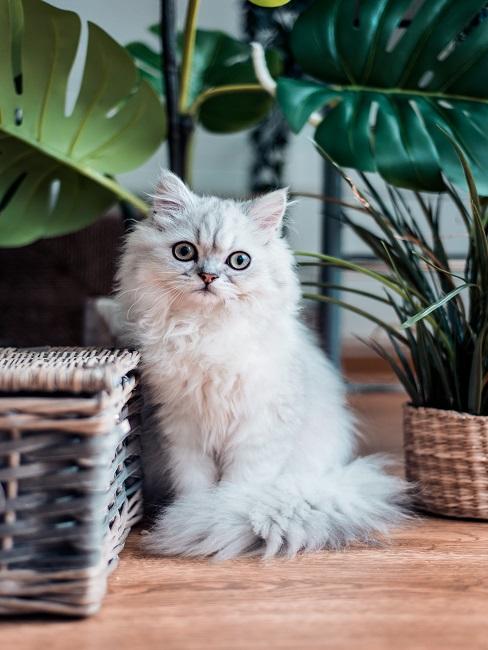 Baby-Katze in Weiß sitzt neben einem Korb aus Bast