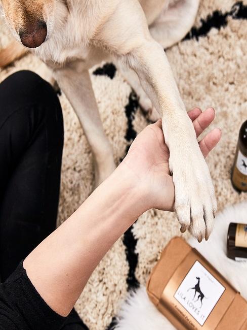 Hund gibt dem Menschen die Pfote