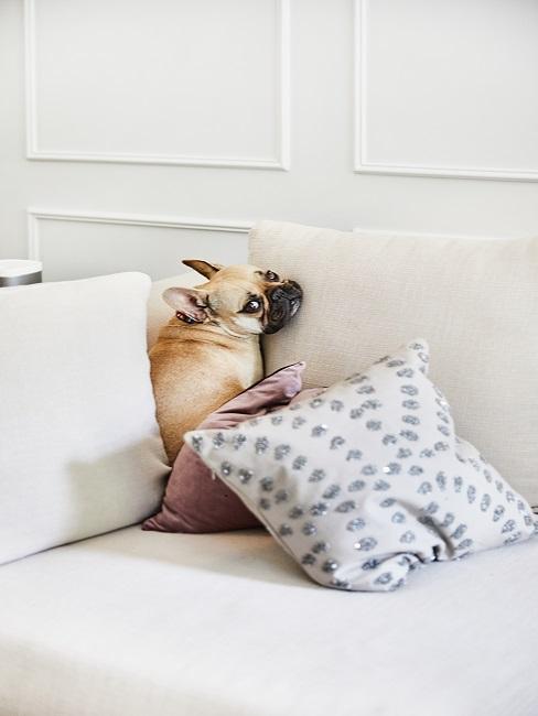 Frenchie Französische Bulldogge sitzt auf der Couch im Wohnzimmer.