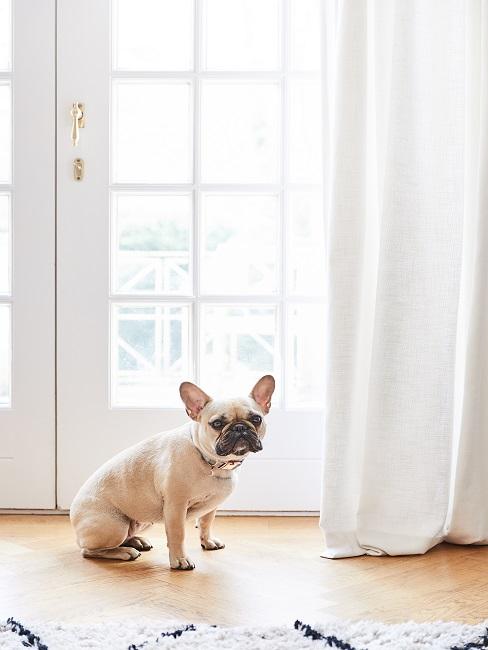 Frenchie vor Terrassentür