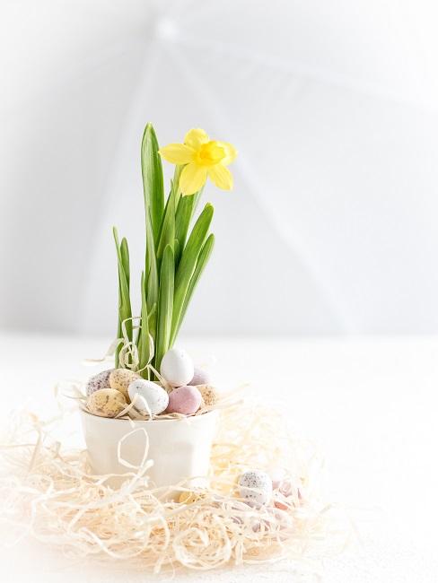 Osterlich geschmückter Blumentopf mit Narzissen