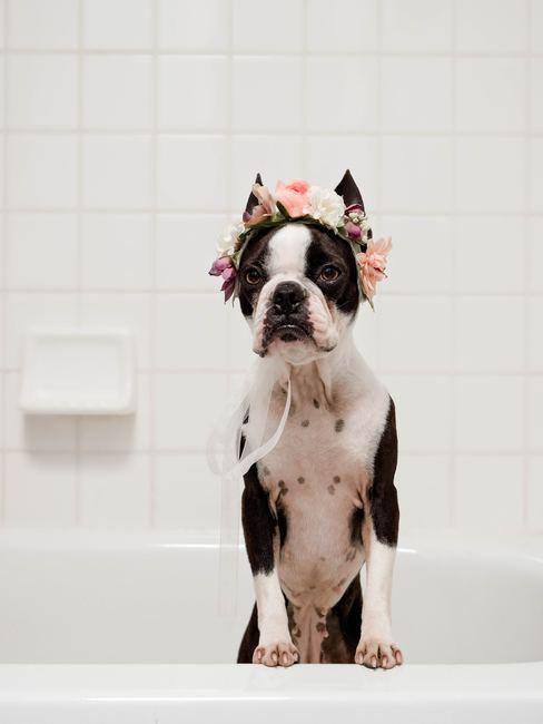 corona-de-flores Bulldog francés en la bañera con una corona de flores rosas