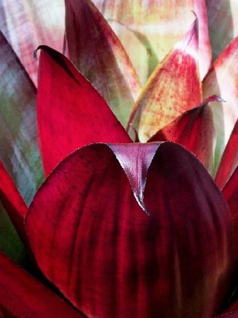 bromelia Bromelia de cerca en color rojo