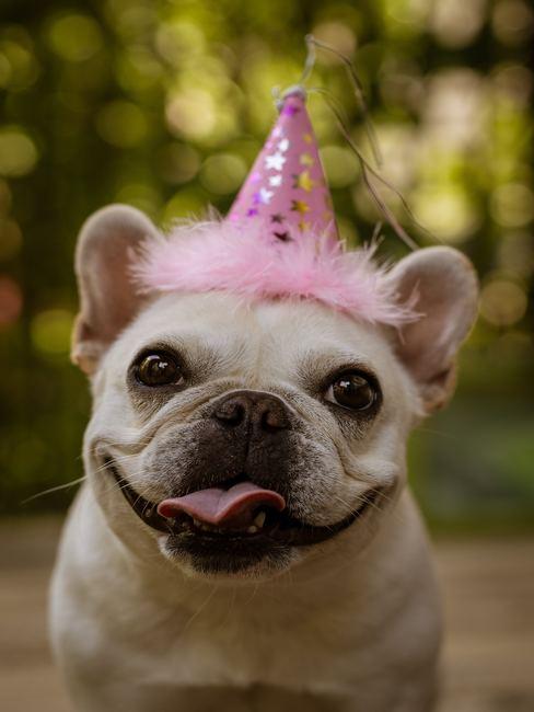 Verjaardag ideeen Hond met feest hoetje