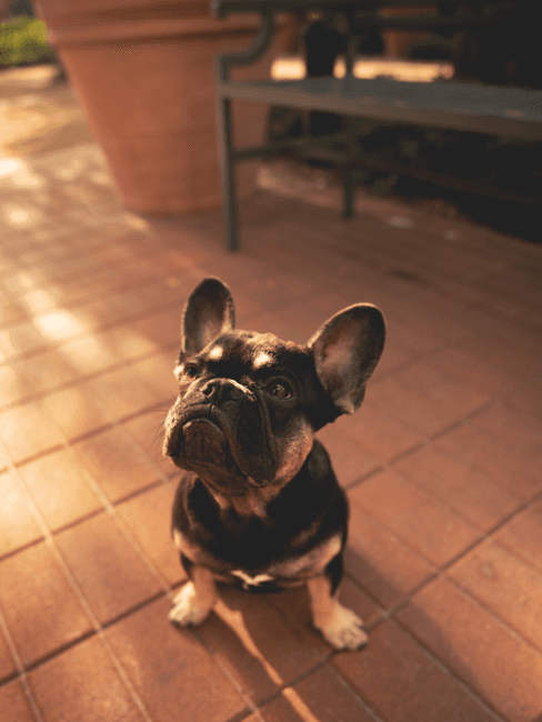 Tuintegels schoonmaken Hond zit op tuintegels