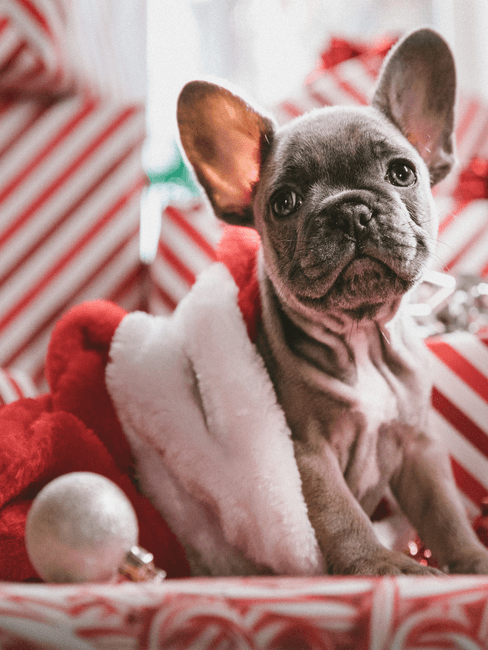 Sinterklaas cadeau Franse bulldog in kerstmuts