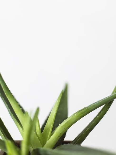 Aloes