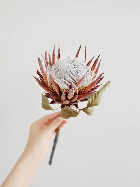 protea-banner Mano sujetando una flor roja protea