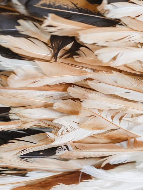 Decorative feathers in brown