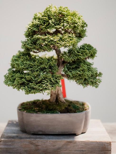 Zen Garten Bonsai Baum Holz