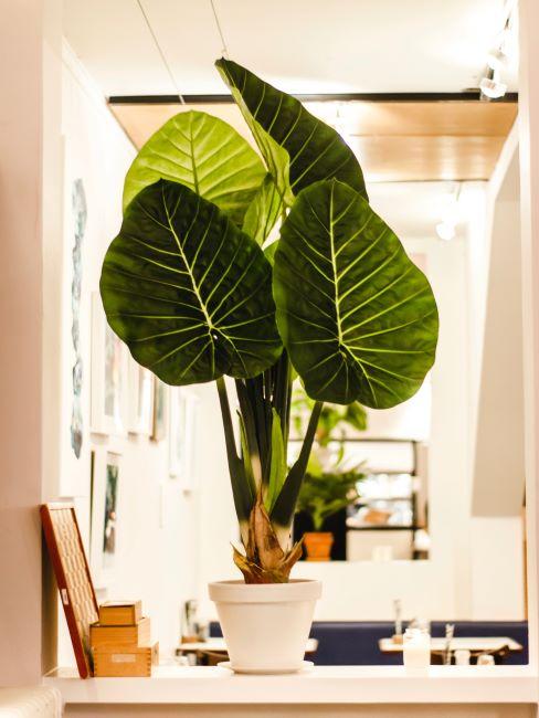 Plante dépolluante Gros plan d'une plante verte dans un pot
