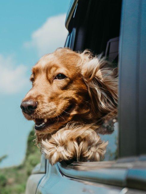 Vakantie met hond Bruine hond uit autoraam