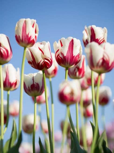 Rosnące różowo-białe tulipany na świeżym powietrzu
