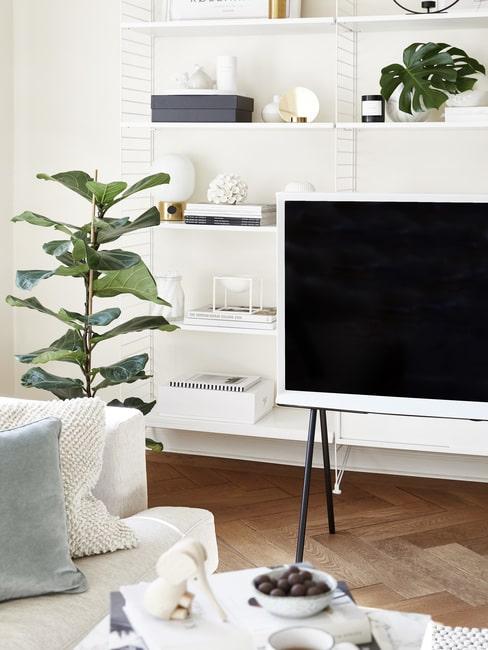 Fikus lirolistny w salonie przy telewizorze