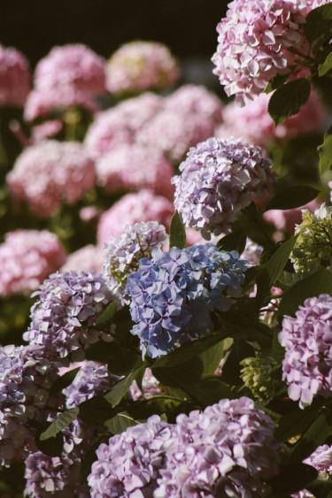 Hortensje w ogrodzie Hortensje w świetle słonecznym