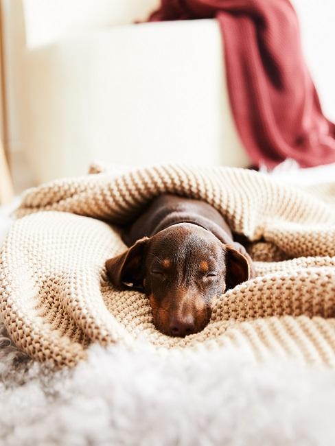 Ein kleiner Hund liegt eingekuschelt in eine weiße Strickdecke auf dem Boden im Wohnraum.