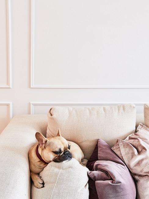 Hund zwischen Kissen auf der Couch