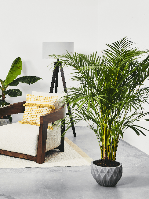 Wohnzimmer Pflanze Palme