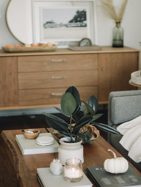 Wohnzimmer Pflanze Ficus auf Tisch mit Deko
