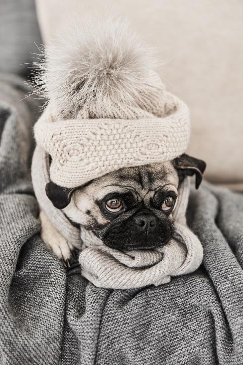 Mops mit Mütze und Schal auf einer Couch im Wohnzimmer