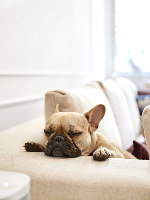 Hunde fotografieren Französische Bulldogge auf einer Couch im Wohnzimmer