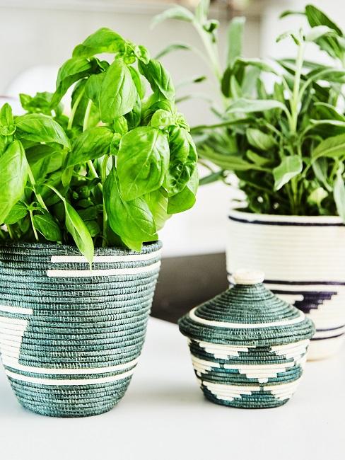 Indoor Garten in schönen Töpfen in der Küche