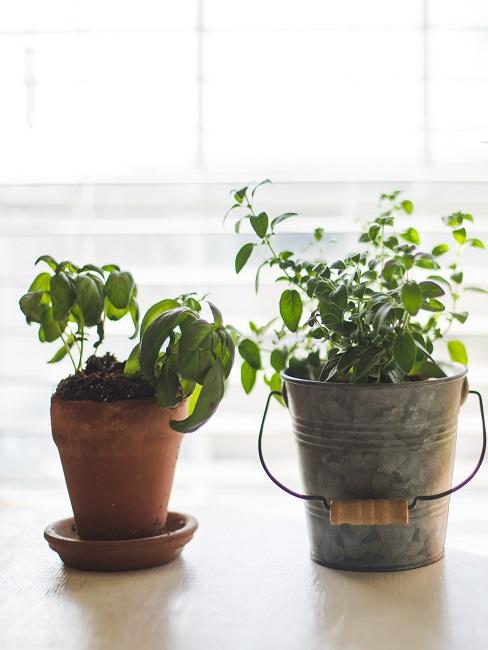 Indoor Garten Kräutergarten in Töpfen