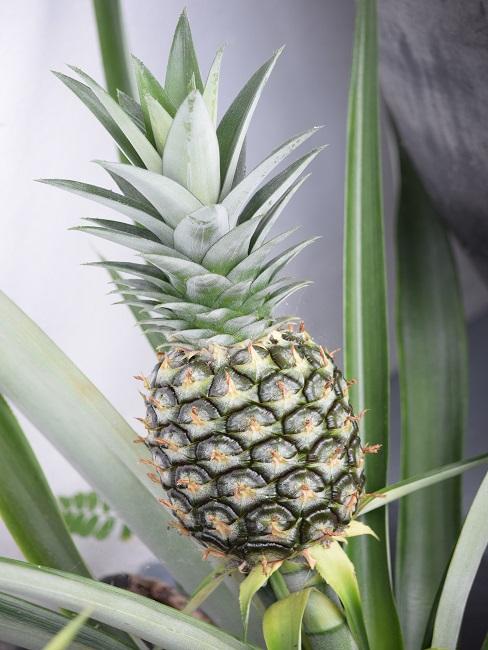 Ananas Pflanze Banner Ananas-Pflanze