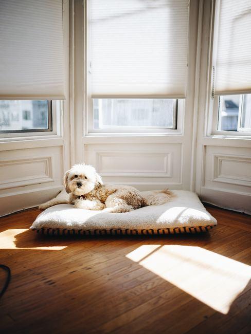 mantener-la-casa-fresca Perro sentado frente a las ventanas de un piso