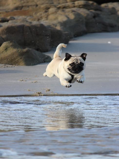 vacaciones-con-perro-banner Perro saltando al mar