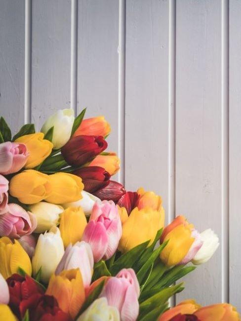 regali ecologici mazzo di tulipani colorati