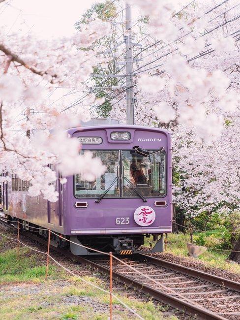Treinvakantie-roze-trein-bloesem Paarse trein tussen roze bloesem op rails