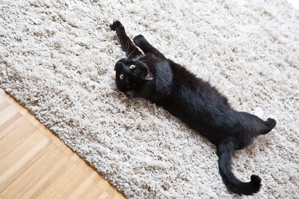 stile essenziale gatto