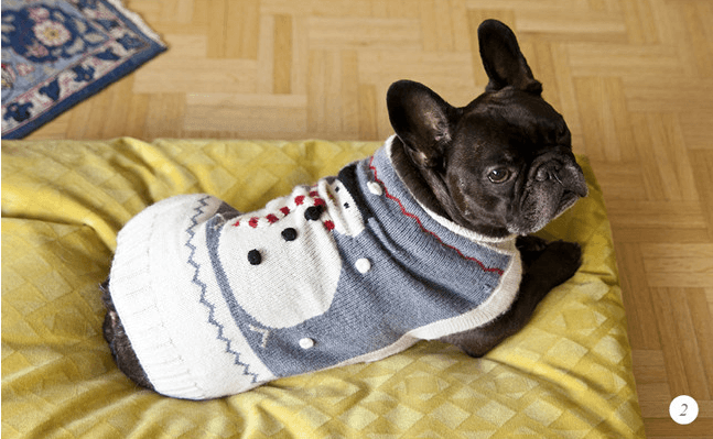 bulldog francese bulldog francese