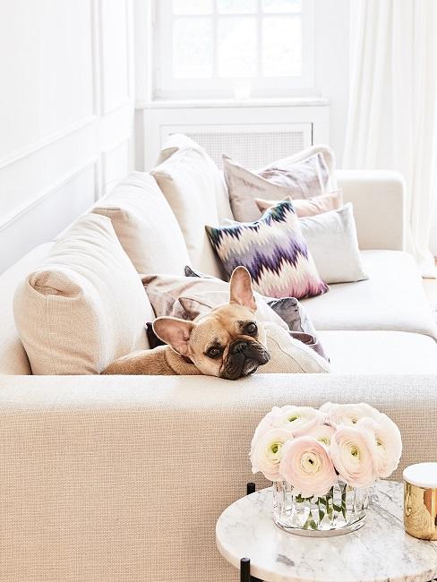 Hund auf dem Sofa