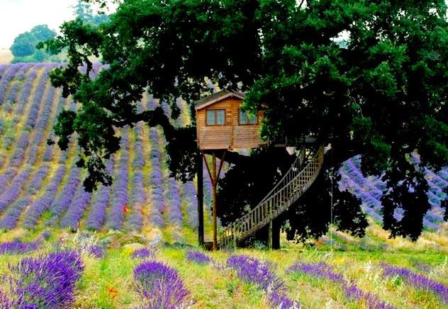 casa sull'albero lavanda casa sull'albero lavanda