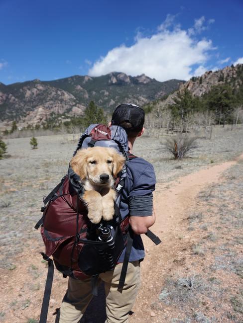 Doggy in backpack