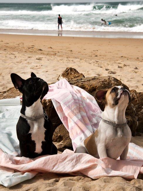 Header strandvakantie Nederland Honden op het strand