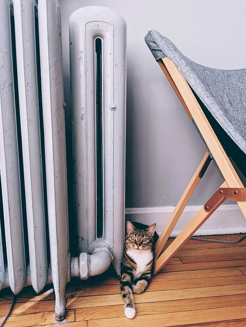 richtig heizen Heizkörper mit Katze daneben und einem Stuhl