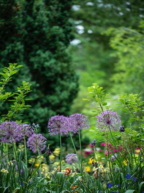 Pflegeleichter Garten mit Pflanzen