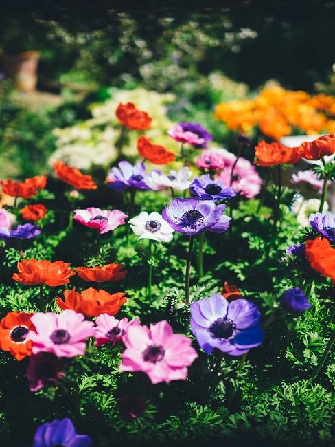 Pflegeleichter Garten mit bunten Blüten