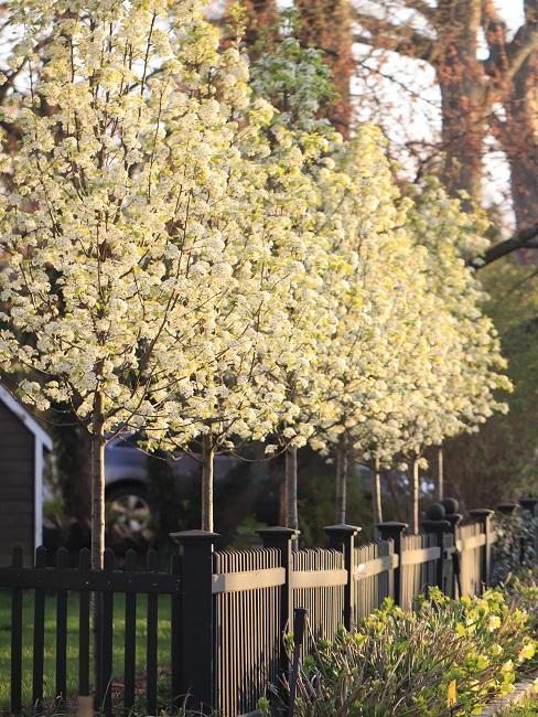 Sichtschutz Garten Zaun Pflanzen Blumen Holz