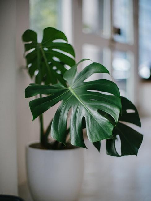 plantes-dépolluantes Gros plan d'une plante verte dans un cache-pot blanc