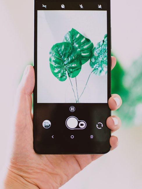 Tendances Pinterest Un smartphone dans la main d'une femme en train de prendre une photo d'une belle plante verte