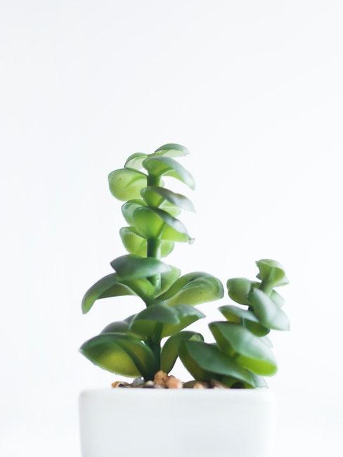 Plante succulente plante succulente dans un pot blanc