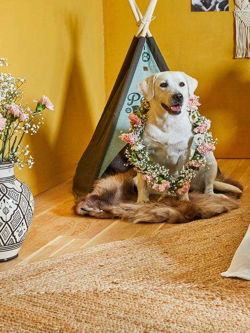 Labrador stojący przed swoim posłaniem w żółtym pomieszczeniu