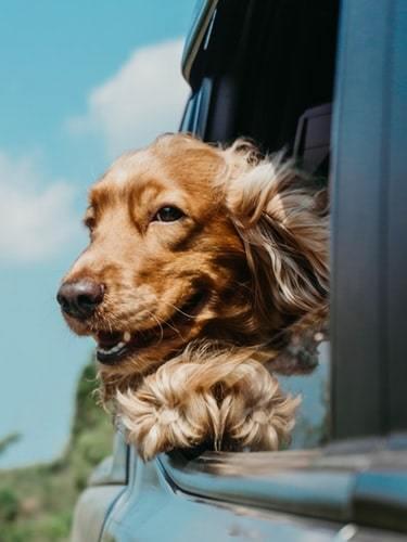 Wakacje z psem Cocer spaniel w aucie