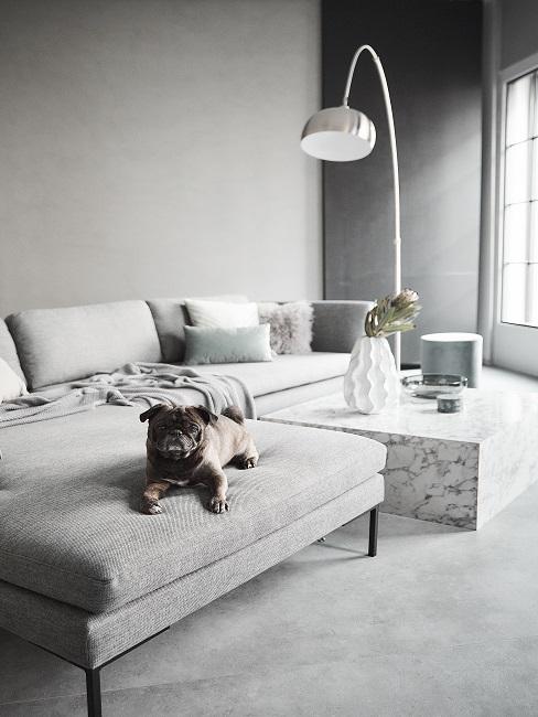 Wandfarbe Grau Banner Wandfarbe Grau im Wohnzimmer mit hellgrauen Möbeln und Hund